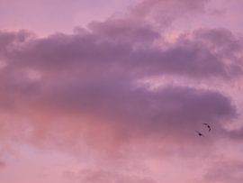 Two Birds And A Sunrise by Mr White Takes Pictures