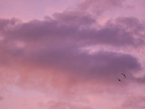 Twee Vogels En De Zonsopkomst