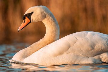 Mute Swan by Photowski