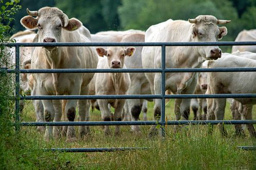 witte koeien achter het hek geboeid te kijk