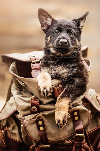 Sac pour chien, chiot berger allemand