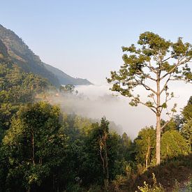 Boom boven de wolken (Bandipur - Nepal) van Wiljo van Essen