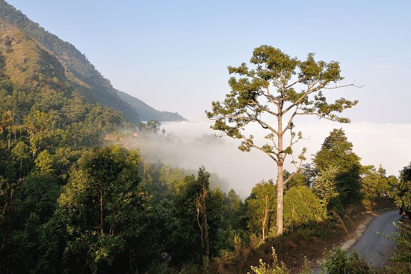 Boom boven de wolken (Bandipur - Nepal) van Wiljo van Essen