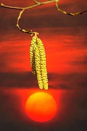 NATURE : GRAINES DE NOISETIER AU COUCHER DU SOLEIL