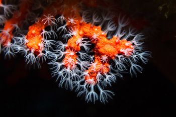 Das Juwel des Mittelmeers – Rote Edelkoralle (Corallium rubrum)