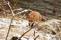 Un renard s'approche du bord de l'eau