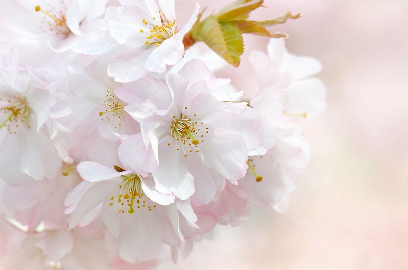Spring by Violetta Honkisz
