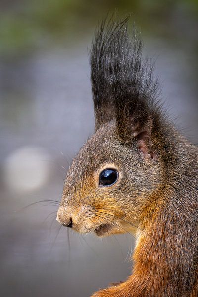 Squirrel by Dennis Eckert