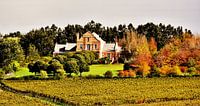Winery house with trees in autumn colors and vine fields