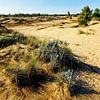 Les dunes de Loonse et Drunense sur Digital Picture Art