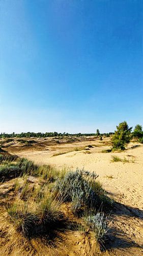 Loonse and Drunense Dunes