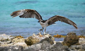 Osprey with a just-caught fish by Pieter JF Smit