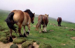 Wilde Paarden by Ronald Wilfred Jansen