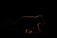 Silhouet van bruine beer van Sam Mannaerts thumbnail