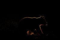 Silhouet van bruine beer