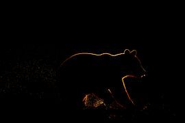 Silhouette of brown bear by Sam Mannaerts