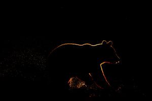 Silhouette eines Braunbären