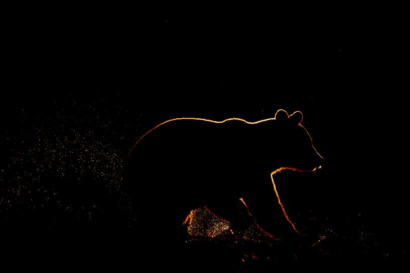 Silhouet van bruine beer van Sam Mannaerts