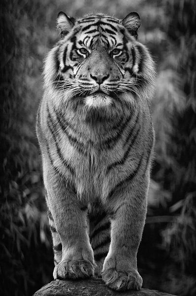Siberian tiger by Tilly Meijer