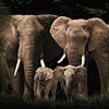Elefantenfamilie mit zwei Kälbern (auch mit mehr oder weniger Kälbern) von Bert Hooijer