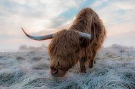 Schotse Hooglander in de Winter van Ferdinand Mul thumbnail