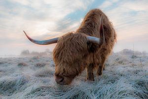 Highlander écossais en hiver