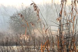 Meinerswijk Teil 102 von Tania Perneel