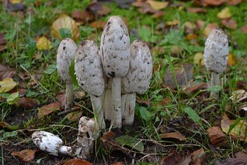 Paddenstoelen van Bernard van Zwol