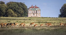 Deer in front of Klampenborg, Hermitage Hunting Lodge in Dyrehav by PhotoCluster