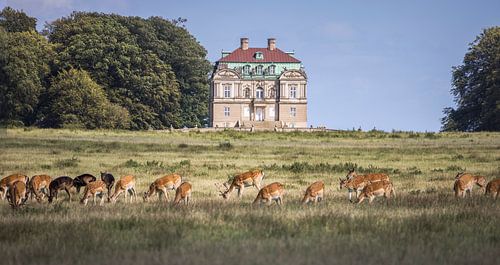 Un cerf devant Klampenborg, le pavillon de chasse de l'Hermitage à Dyrehav