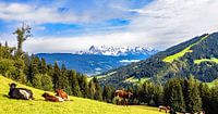 Prachtig almgebied met uitzicht op de Dachstein