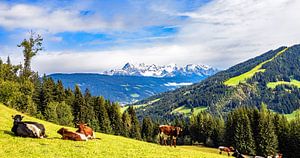 Schönes Almgebiet mit Blick zum Dachstein