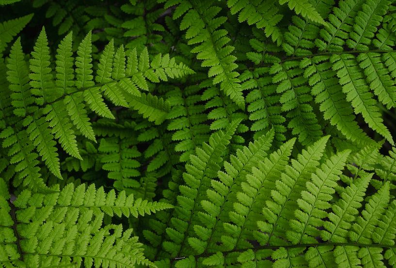 Jungle van Varens van Loris Photography