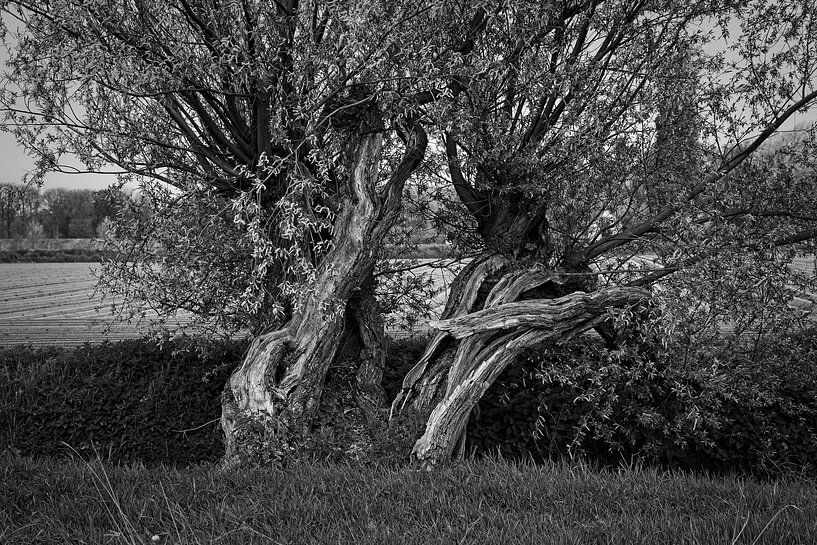 Willows along Old Kanjelbeek in Itteren by Rob Boon