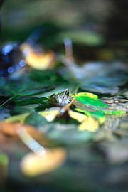 Am Bachufer von Thomas Jäger