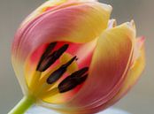 Tulip experience (doorkijkje bij een tulp op de meeldraden) van Birgitte Bergman thumbnail