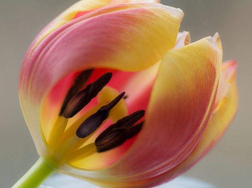Tulip experience (view through a tulip on the stamens) by Birgitte Bergman