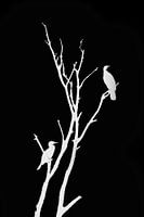 Black and White