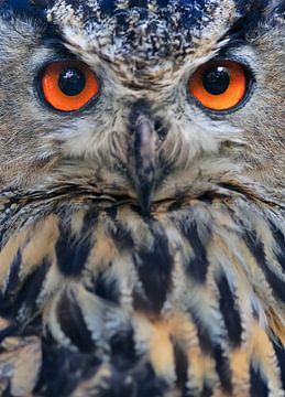 Orange Eyed Eagle Owl by M DH
