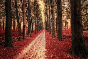 Roter Teppich