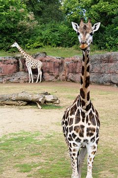 Giraffe by Peggy Meessen