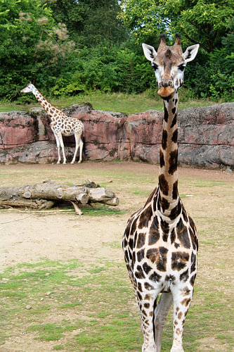 Giraffe