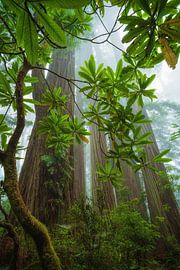 The giants playing hide and seek by Martin Podt