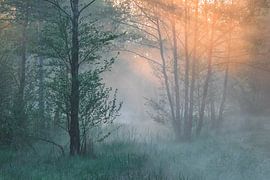 Ein wunderschöner nebliger Morgen von Jan Linskens