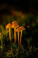 Mushrooms