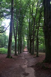 Amerongse-Wald von Merijn Loch