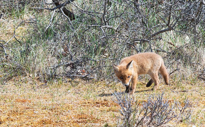Junger Fuchs entdeckt die Welt von Merijn Loch