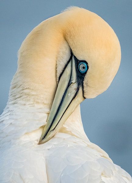 Als je veren maar goed zitten. von Karin Tebes