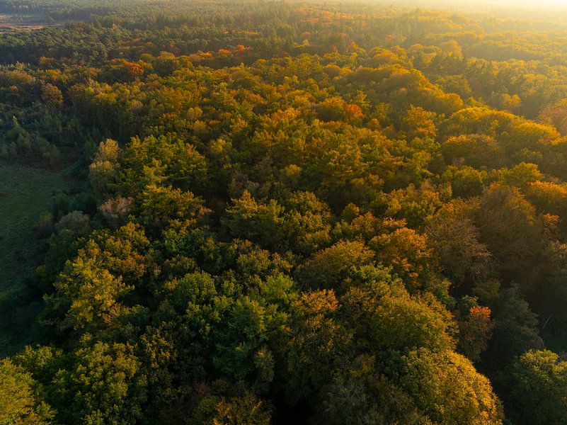 Autumn forest sunset at the Veluwe from above by Sjoerd van der Wal Photography