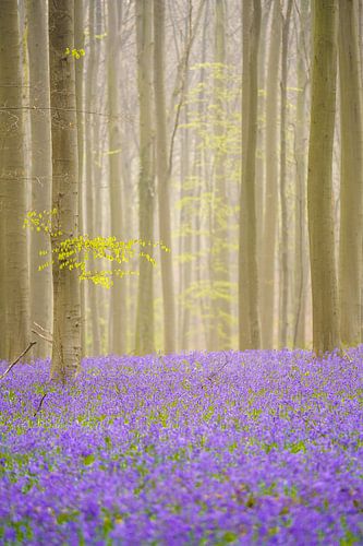 Lila-grüner Frühling